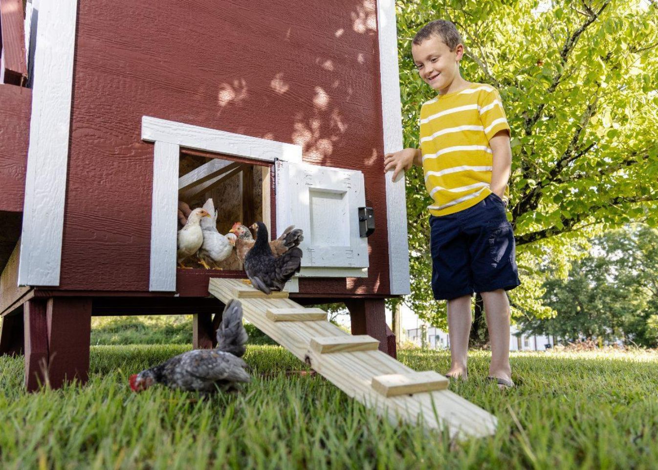 Large Chicken Coop - Up to 15 Chickens