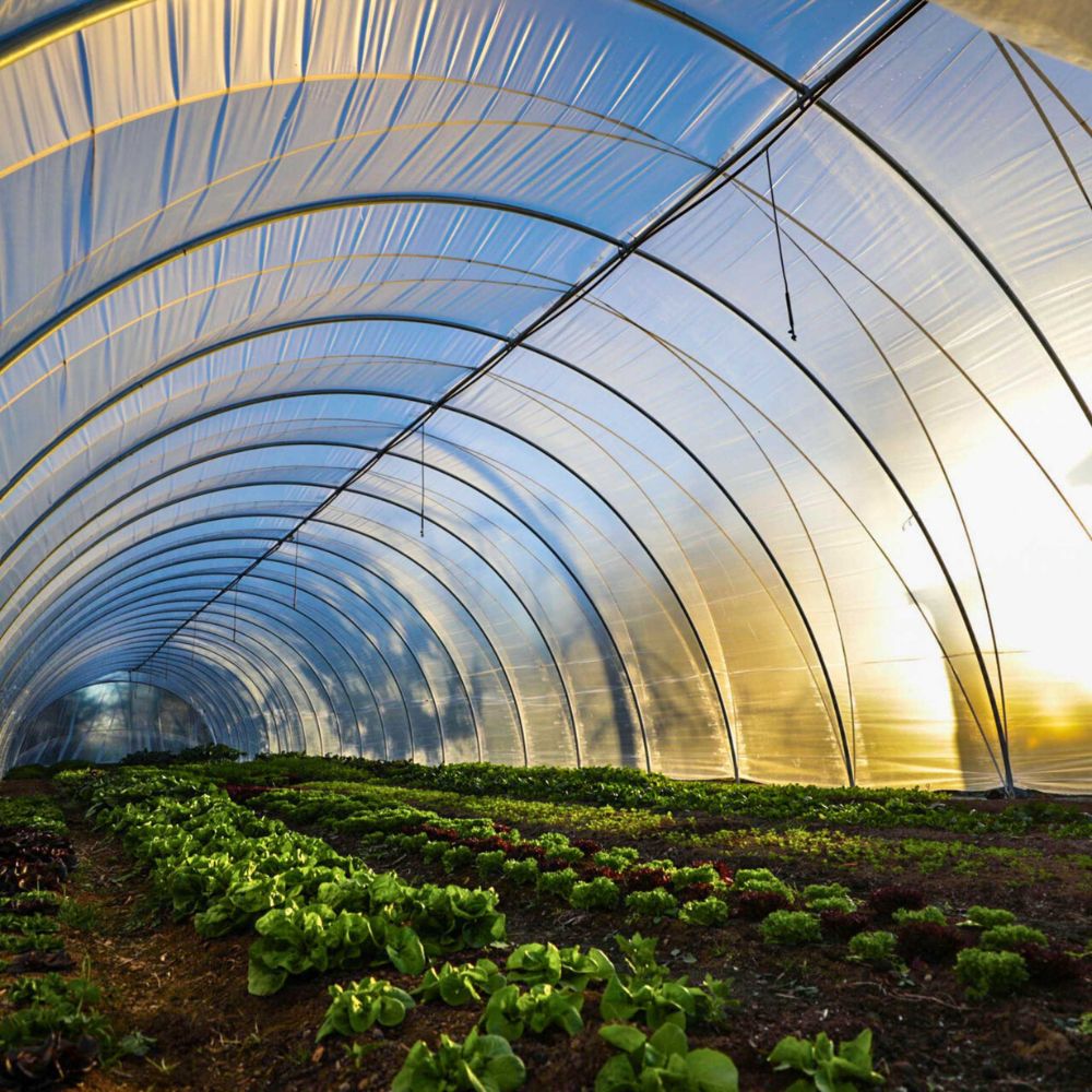 Angled interior view of Bootstrap Farmer Caterpillar Tunnel showing rows of crops beneath the galvanized steel hoops, ridge pole, and greenhouse covering