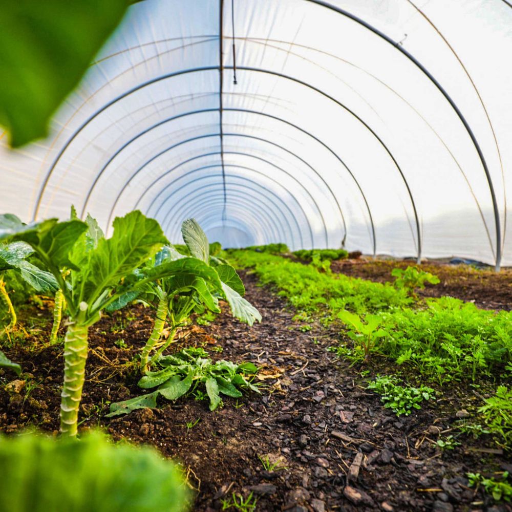 Ground-level interior view of Bootstrap Farmer Caterpillar Tunnel showing crops growing beneath the galvanized steel hoop frame and greenhouse covering