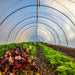 Interior view of Bootstrap Farmer Caterpillar Tunnel showing rows of crops beneath the galvanized steel hoop frame and greenhouse plastic