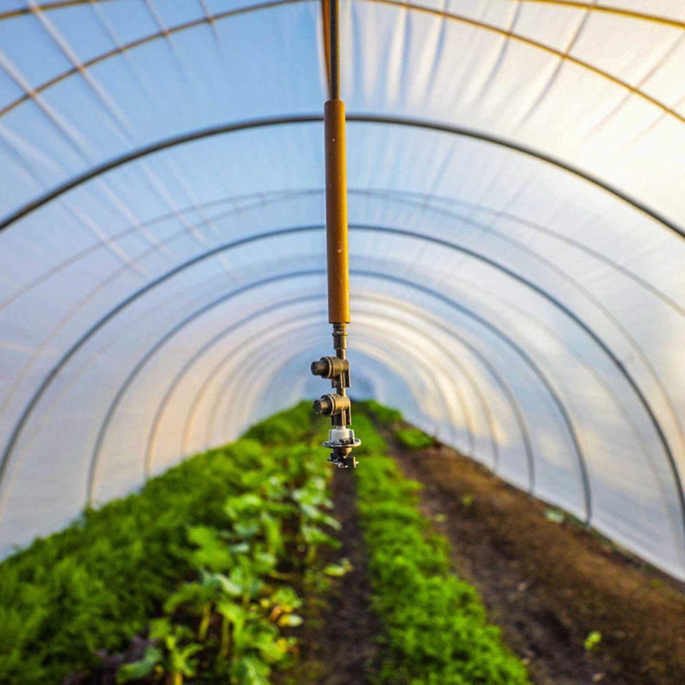 Interior of Bootstrap Farmer Caterpillar Tunnel with crops and an optional overhead irrigation system shown; irrigation equipment not included