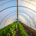 Interior of Bootstrap Farmer Caterpillar Tunnel with crops and an optional overhead irrigation system shown; irrigation equipment not included