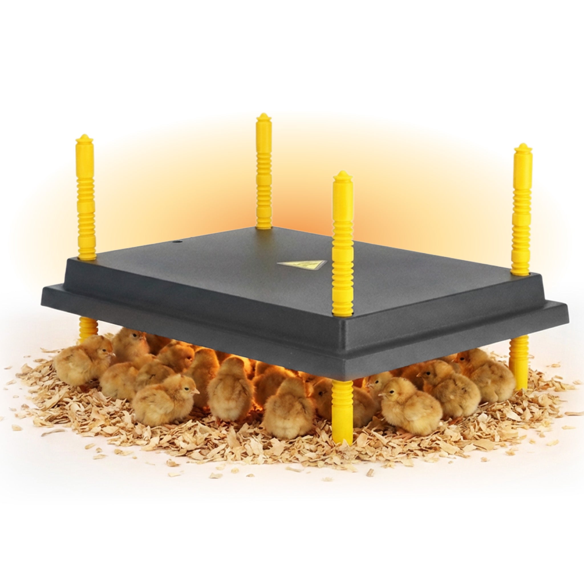 Hatching Time Warmzy Heating Plate 16" x 22" - 50-55 Chicks