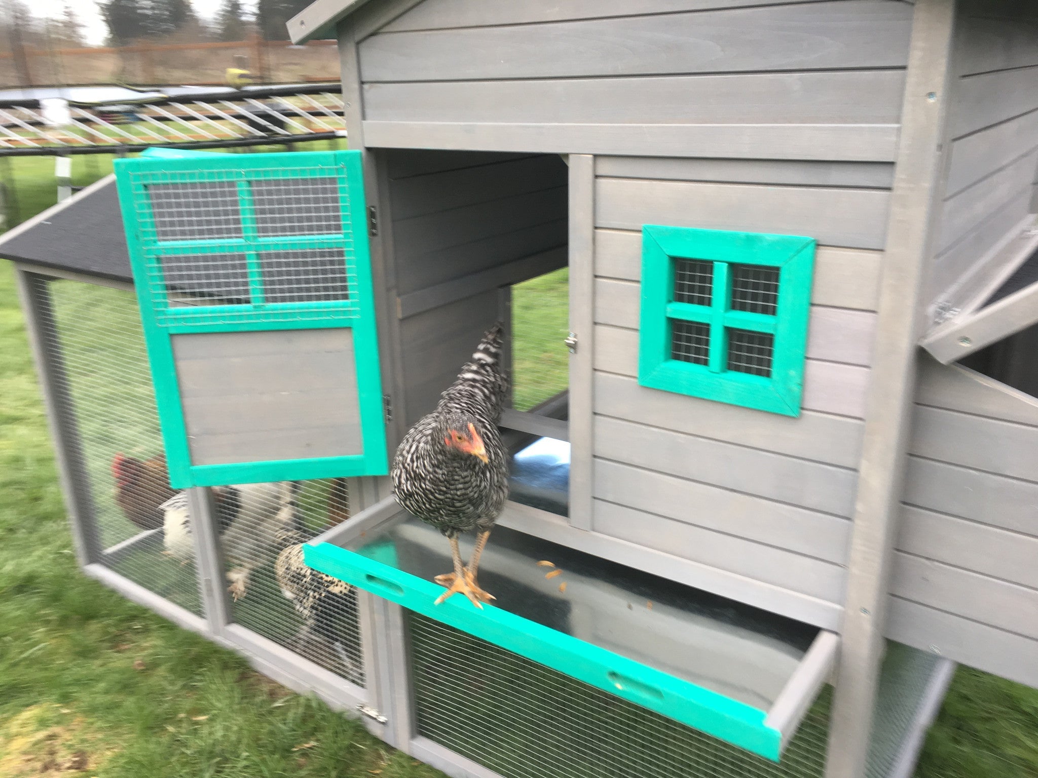 The Lodge Coop.   IN-STOCK