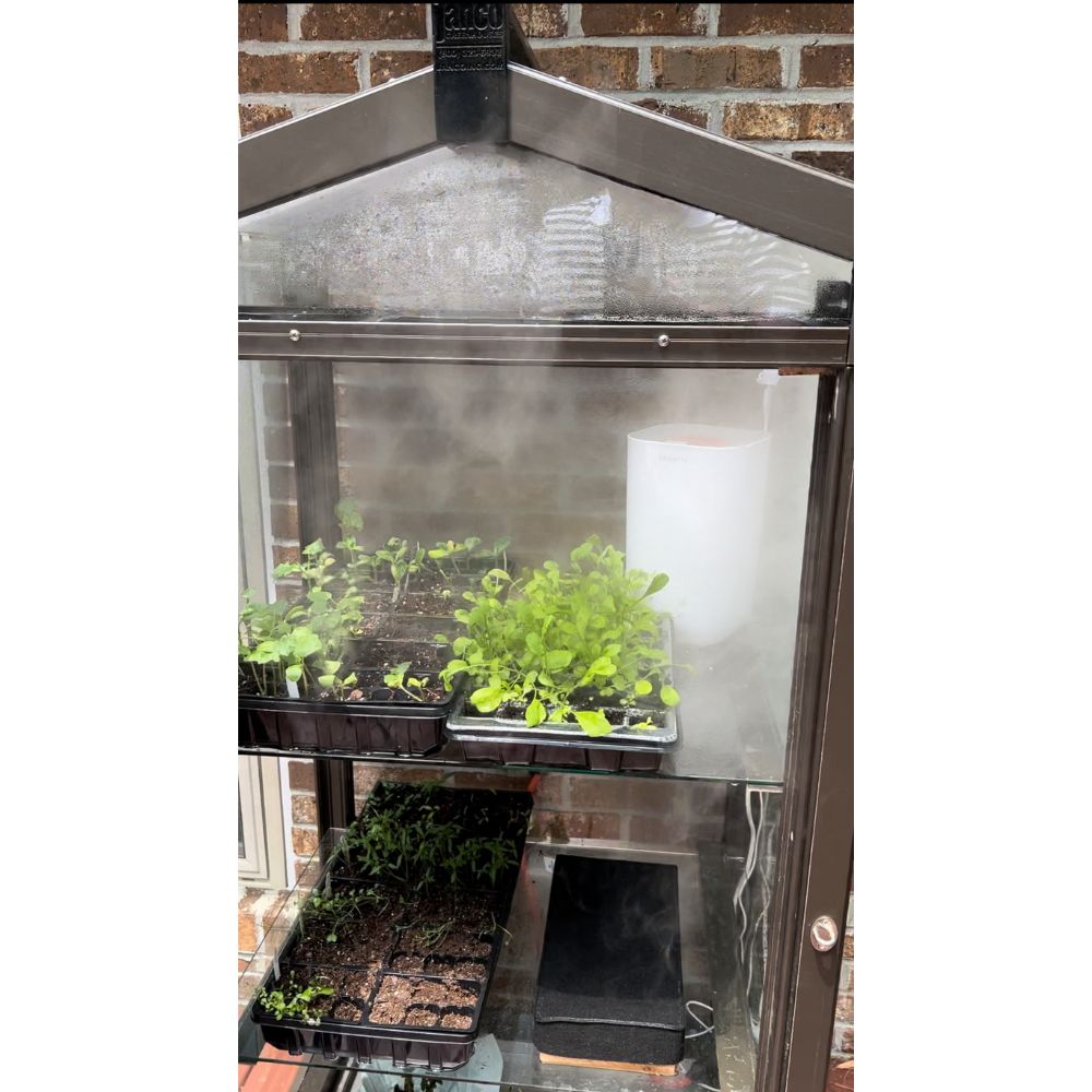 Close-up of seedlings growing inside a bronze Janco Garden Curio with condensation on the glazing