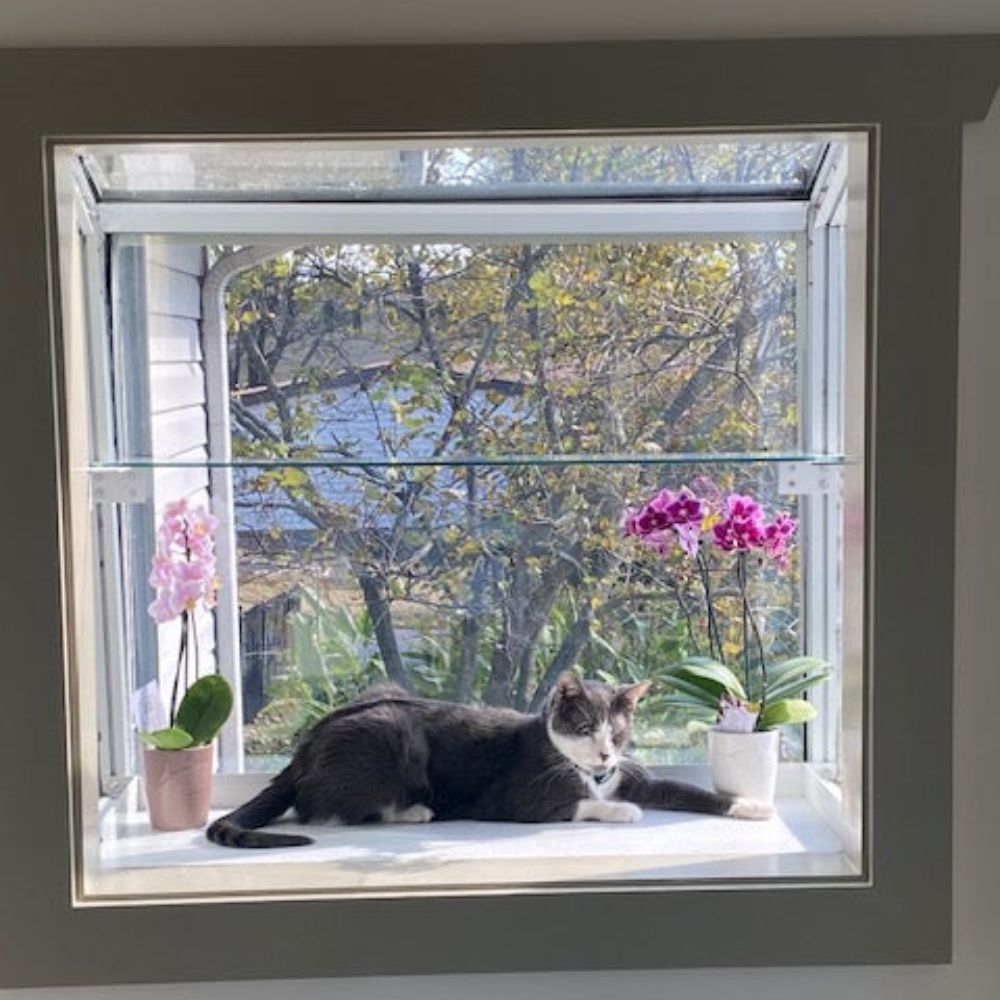 Small Janco Garden Window with glass shelf installed, displaying orchids and a cat