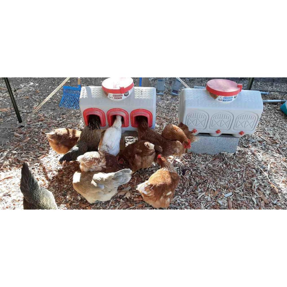Plastic feeder and waterer, outside with 10 chickens, two of which are eating from it.