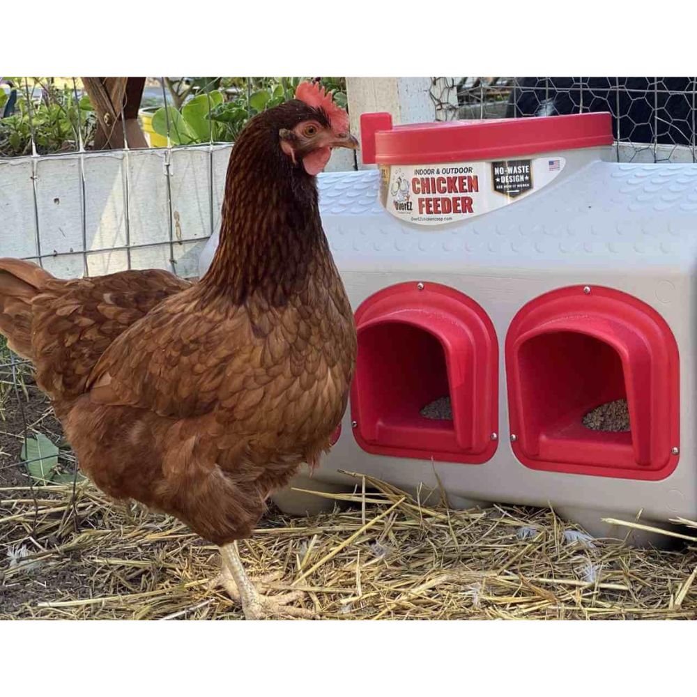 A brown hen stands beside a beige and red plastic chicken feeder outdoors on straw with a fence and garden in the background.