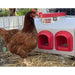 A brown hen stands beside a beige and red plastic chicken feeder outdoors on straw with a fence and garden in the background.