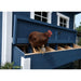 A brown hen stands on the front ledge of a blue wooden chicken coop nesting box and small windows.