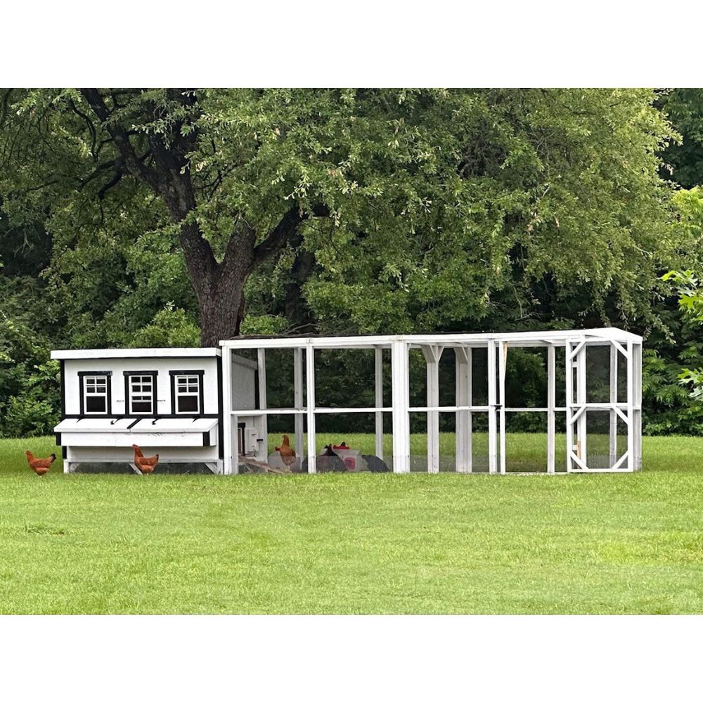 White chicken coop with black trim with an attached white wooden chicken run, outside with 3 chickens.