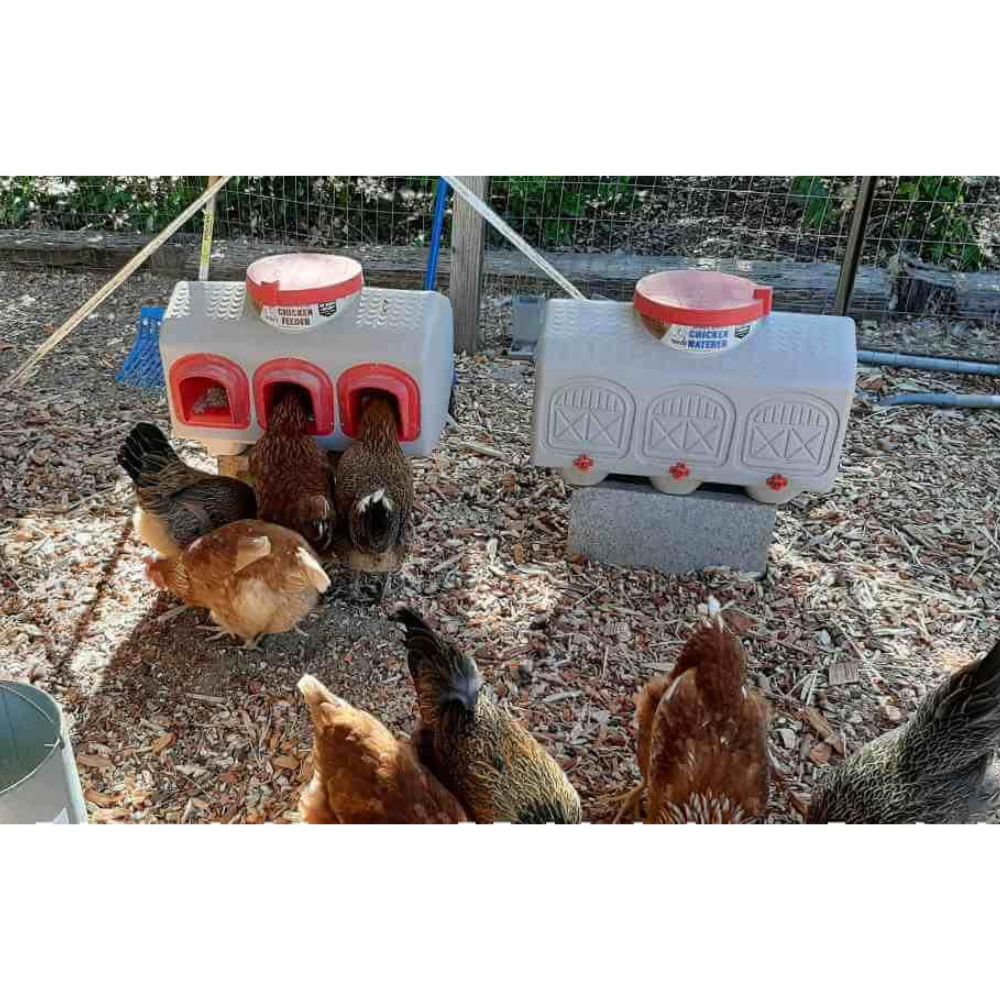 Chicken feeder and waterer side-by-side with 8 chickens in a coop.