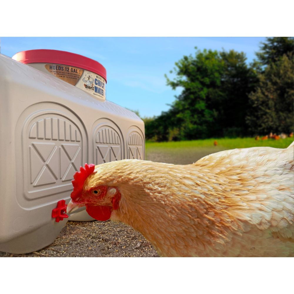 A light brown chicken drinking water from a chicken waterer, set outdoors on a gravel path with trees and blue sky in the background.