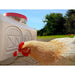 A light brown chicken drinking water from a chicken waterer, set outdoors on a gravel path with trees and blue sky in the background.