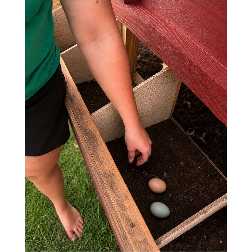 A person reaching into a wooden chicken coop to collect two eggs on dark soil outdoors.
