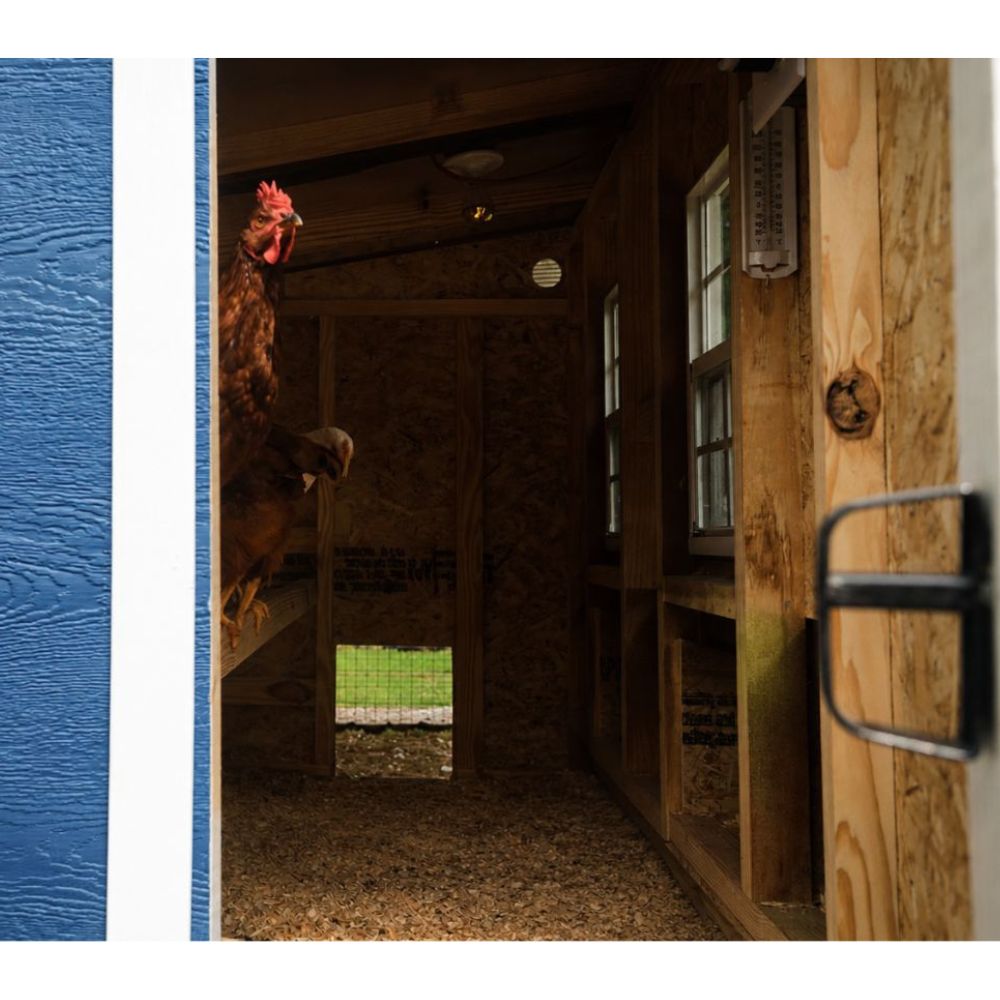 A wooden chicken coop interior with a chicken visible on the left, showing windows and a blue side panel.