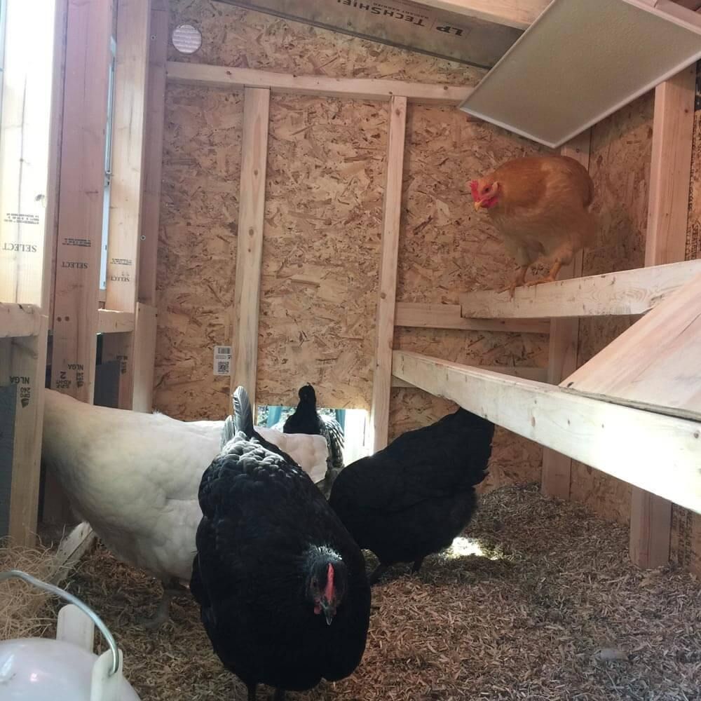 Inside of a wooden chicken coop showing 5 chickens comfortably fitting.