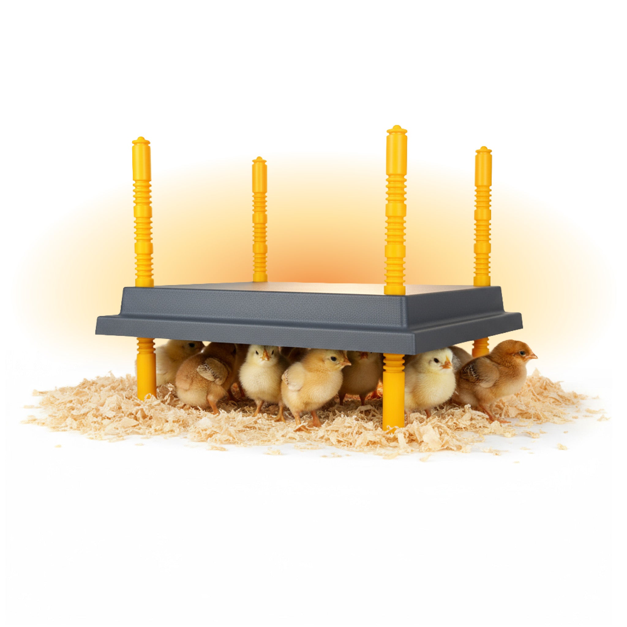 Hatching Time Warmzy Heating Plate 10" x 10" - 15-20 Chicks