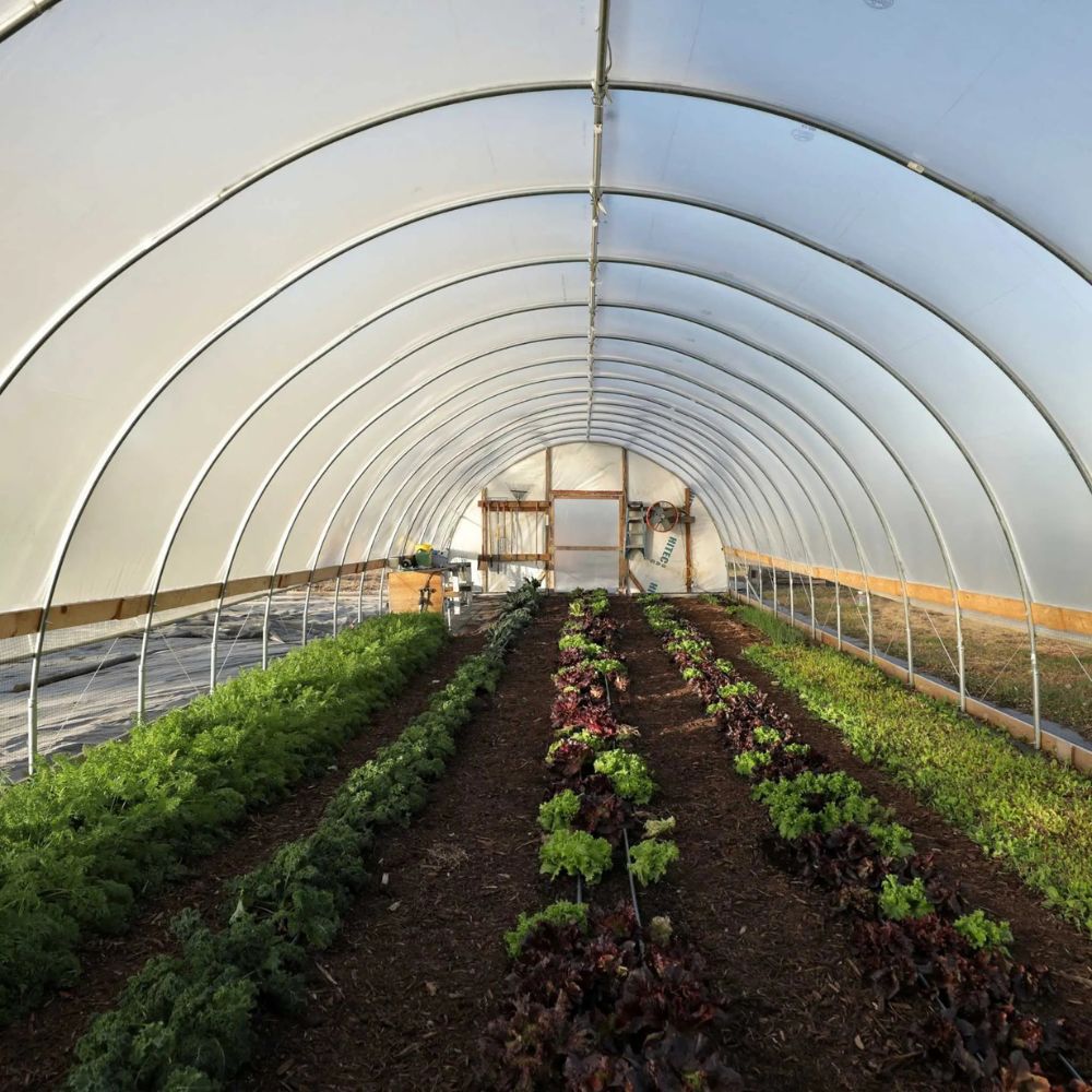 Bootstrap Farmer 20' DIT Hoop House Kit interior, open sides, showing rows of produce
