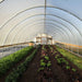 Bootstrap Farmer 20' DIT Hoop House Kit interior, open sides, showing rows of produce