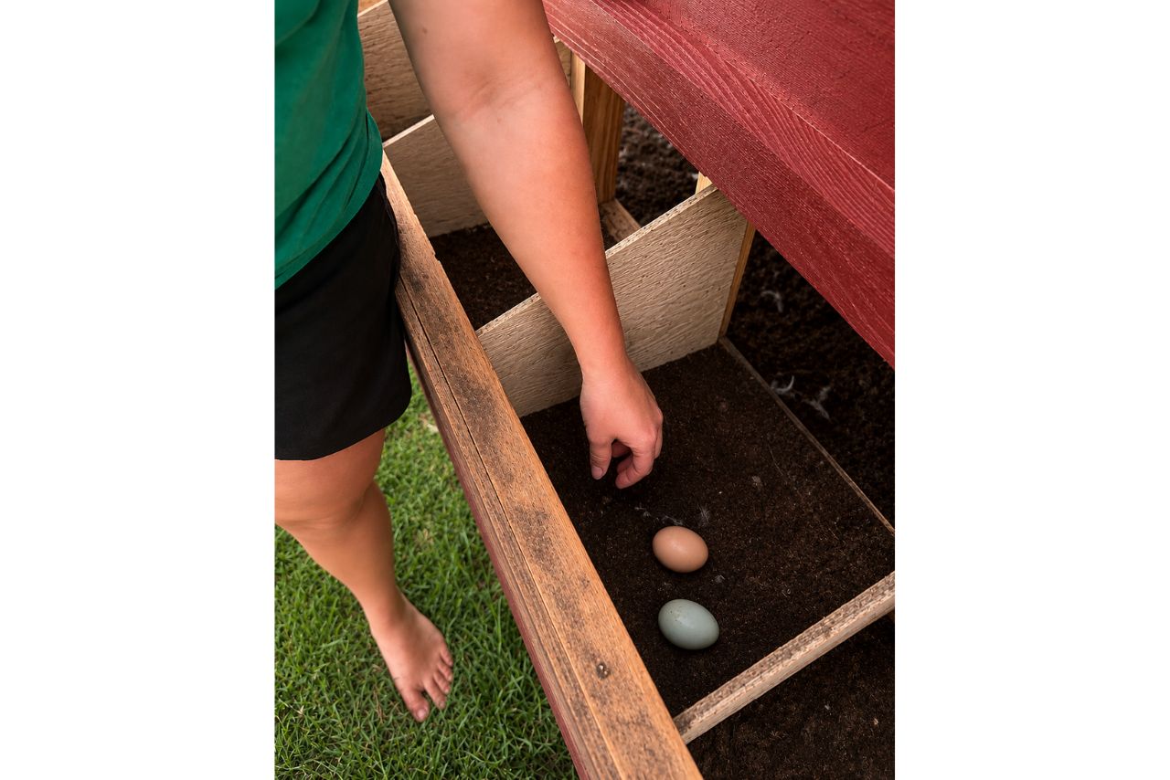 Large Chicken Coop - Up to 15 Chickens
