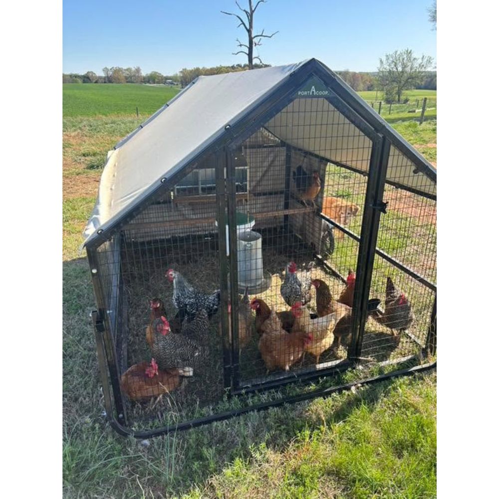 Porta Coop 6x8 Heritage mobile chicken coop with chickens inside on pasture