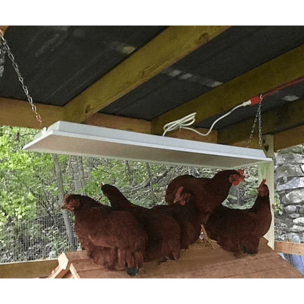 Adult chickens gathered beneath an overhead-mounted Sweeter Heater in a chicken coop.