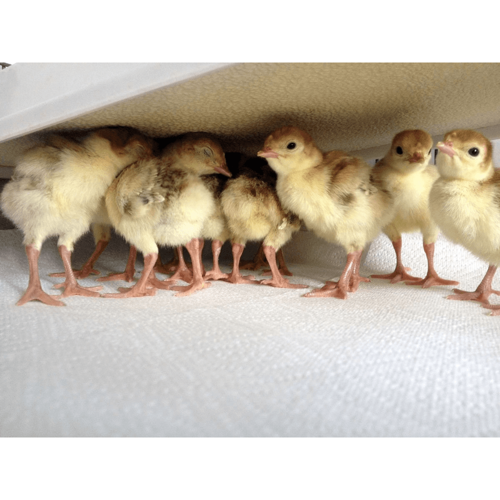 Chicks gathered underneath a Sweeter Heater Coop & Brooder Heater for radiant warmth.