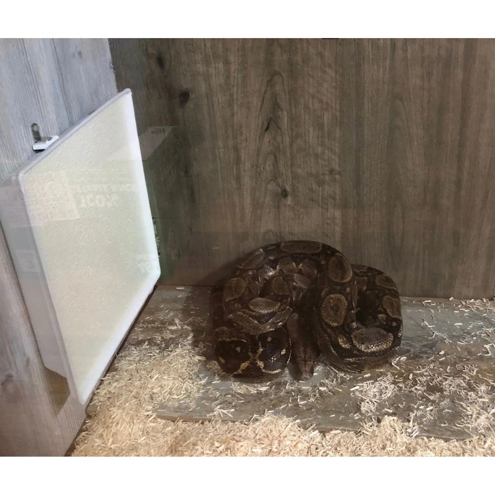 Sweeter Heater Coop & Brooder Heater side-mounted in a reptile enclosure beside a boa constrictor.